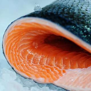 thefreshfishshop1 media 499548014
